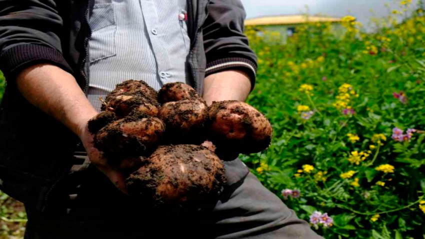 Agricultores tranquilos con el fenómeno de El Niño