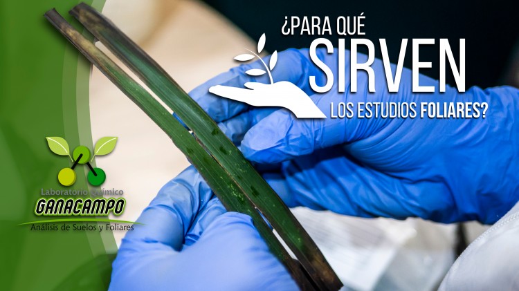 Análisis foliares o de tejidos vegetales en 15 días hábiles
